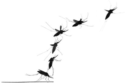 blood-laden mosquito taking off