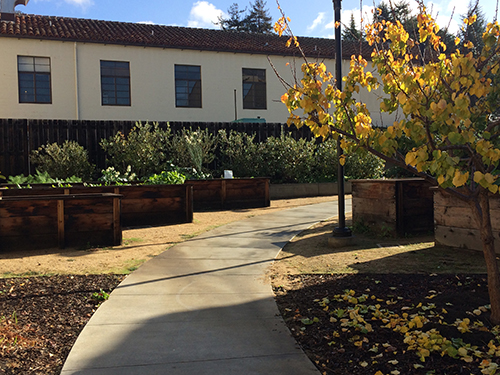 The Clark Kerr Campus Garden, maintained by students, supplies produce to Berkeley’s dining halls and food pantry.