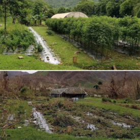 crops destroyed by hurricane maria