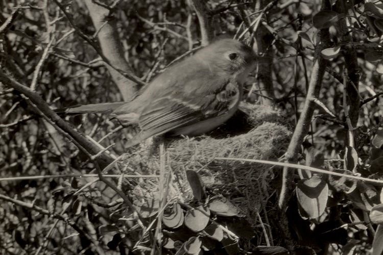 a nesting dusky flycatcher photographed in 1925 in Tehama Co., California