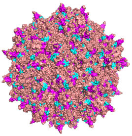 adeno-associated virus