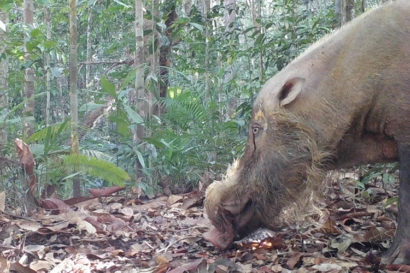 bearded pig in Borneo