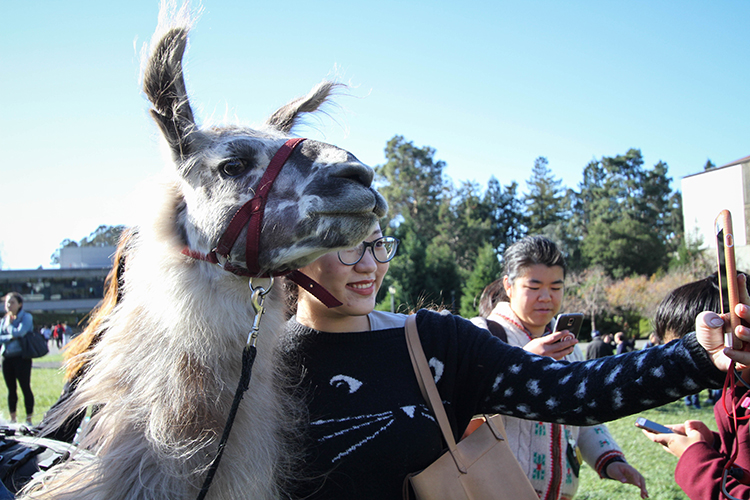 UC Berkeley students spent the afternoon destressing with four llamas on Memorial Glade. The program was sponsored by the student government and designed to help students relax during finals week. (UC Berkeley photo by Sara Yogi)