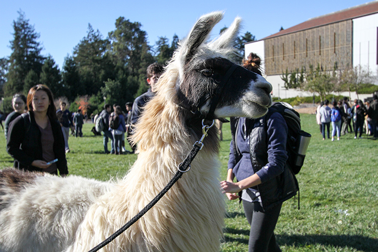 UC Berkeley students spent the afternoon destressing with four llamas on Memorial Glade. The program was sponsored by the student government and designed to help students relax during finals week. (UC Berkeley photo by Sara Yogi)