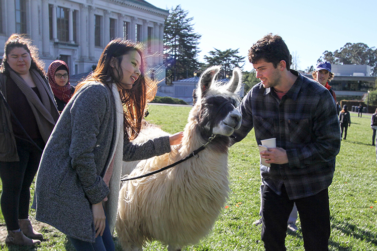 UC Berkeley students spent the afternoon destressing with four llamas on Memorial Glade. The program was sponsored by the student government and designed to help students relax during finals week. (UC Berkeley photo by Sara Yogi)