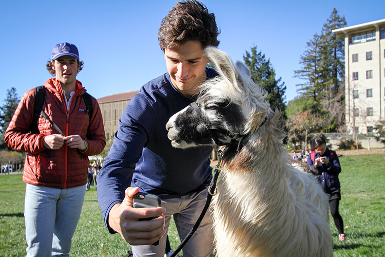 UC Berkeley students spent the afternoon destressing with four llamas on Memorial Glade. The program was sponsored by the student government and designed to help students relax during finals week. (UC Berkeley photo by Sara Yogi)