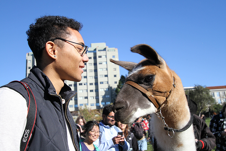 UC Berkeley students spent the afternoon destressing with four llamas on Memorial Glade. The program was sponsored by the student government and designed to help students relax during finals week. (UC Berkeley photo by Sara Yogi)