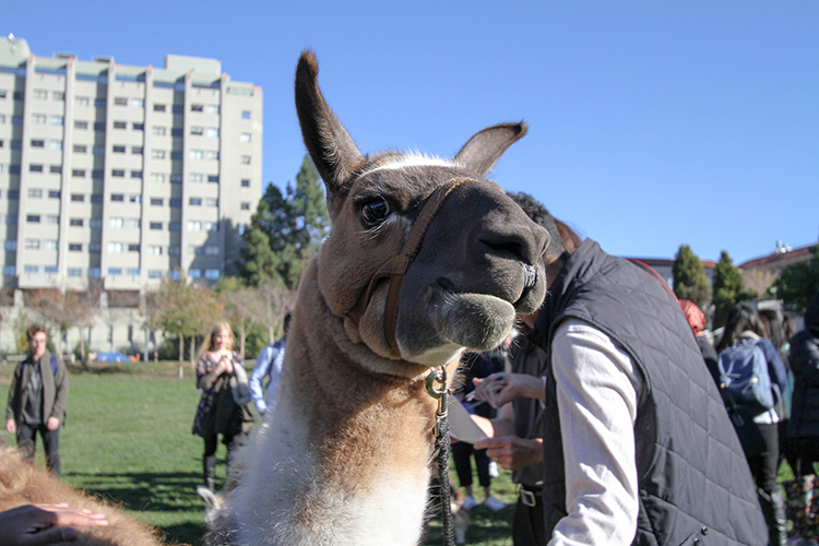 UC Berkeley students spent the afternoon destressing with four llamas on Memorial Glade. The program was sponsored by the student government and designed to help students relax during finals week. (UC Berkeley photo by Sara Yogi)