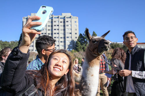 UC Berkeley students spent the afternoon destressing with four llamas on Memorial Glade. The program was sponsored by the student government and designed to help students relax during finals week. (UC Berkeley photo by Sara Yogi)