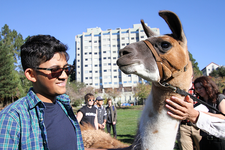 UC Berkeley students spent the afternoon destressing with four llamas on Memorial Glade. The program was sponsored by the student government and designed to help students relax during finals week. (UC Berkeley photo by Sara Yogi)