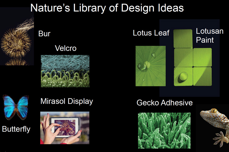 four of nature's design ideas