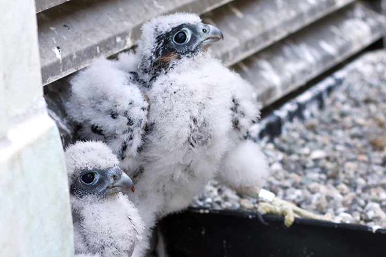 two peregrine chicks