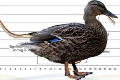 duck curve