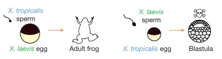 clawed frog crossbreeds