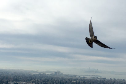 peregrine falcon flying