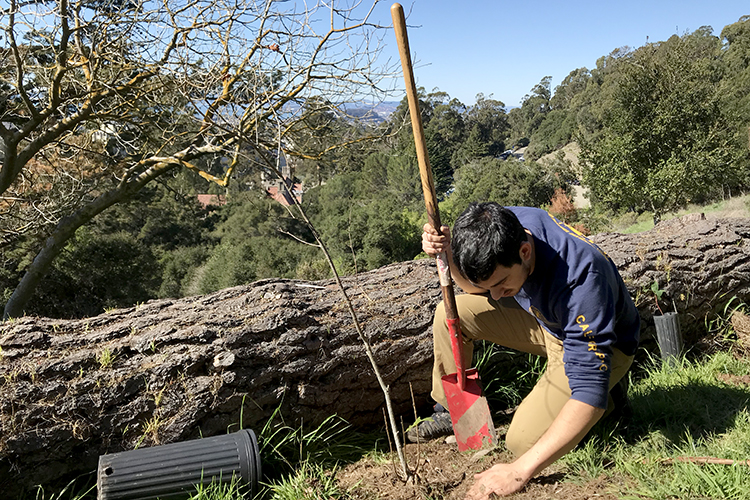 UC Berkeley senior Hunter Noble pats the ground around a young valley oak tree he planted on Tightwad Hill. A group of forestry students are helping restore the hill. (UC Berkeley photos by Will Kane)