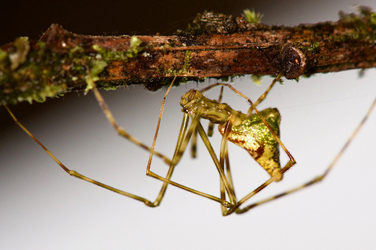 Mottled-Molokai spider