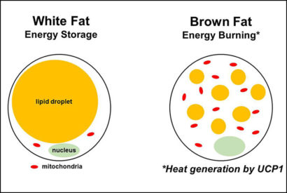 white fat, brown fat diagram credit Ray Soccio