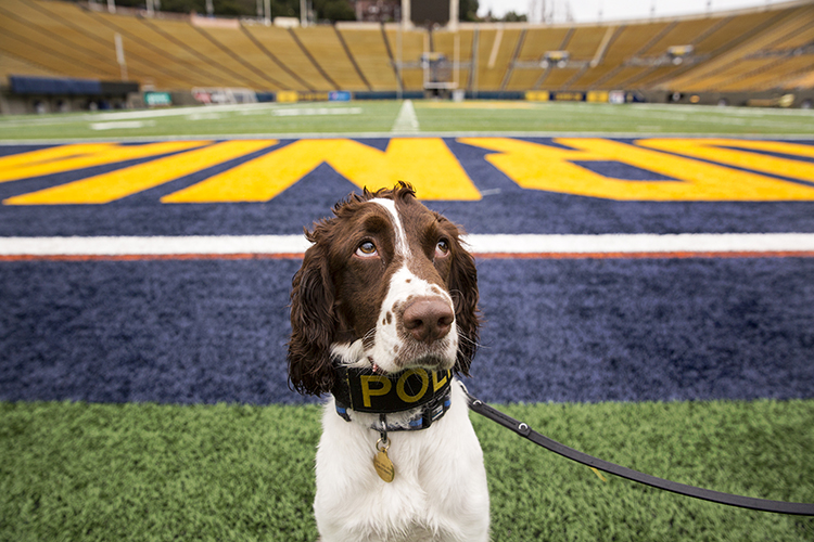 UC Berkeley Explosive Ordnance Disposal K9 Obi sits for a photo at the California Memorial Stadium on campus Tuesday, March 13, 2018.