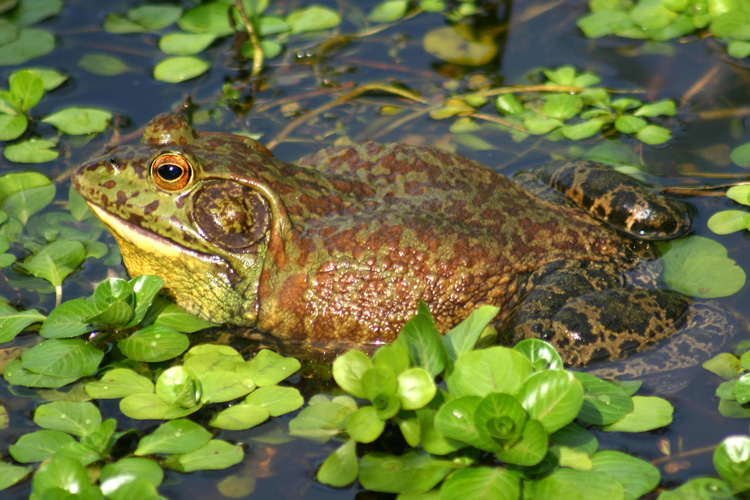 American bullfrog