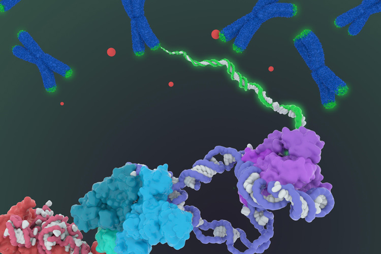 telomerase topping up the chromosome ends