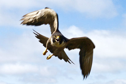 peregrine falcon