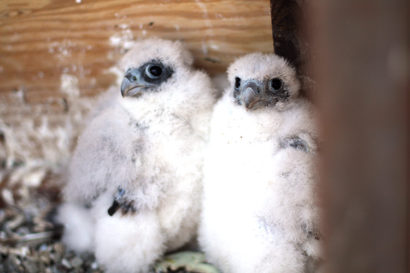 two peregrine chicks