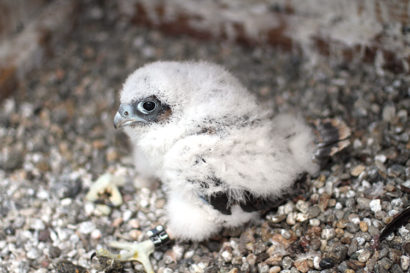 peregrine falcon chick wearing a band