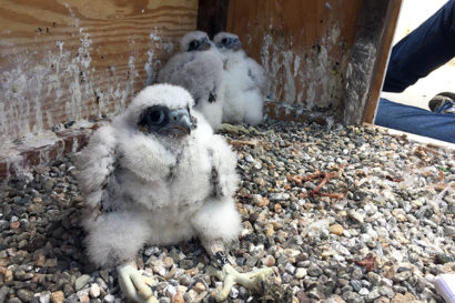 three peregrine chicks