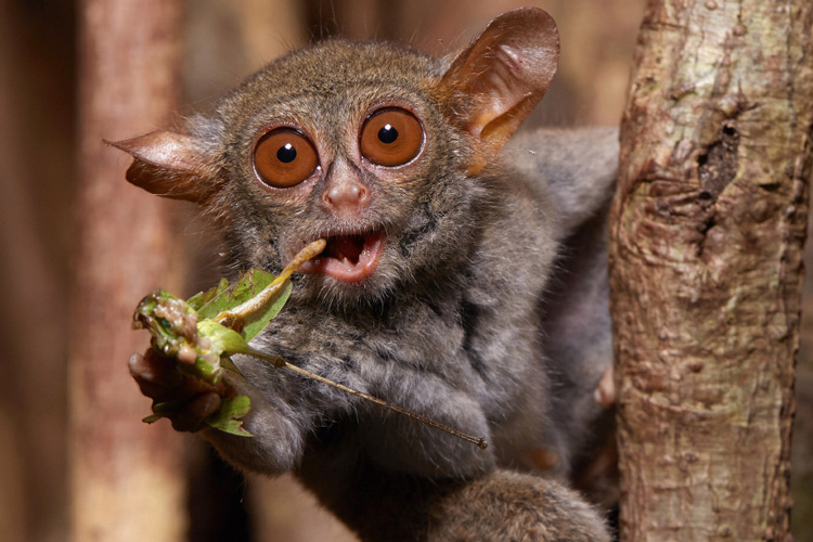 a spectral tarsier eating a grasshopper