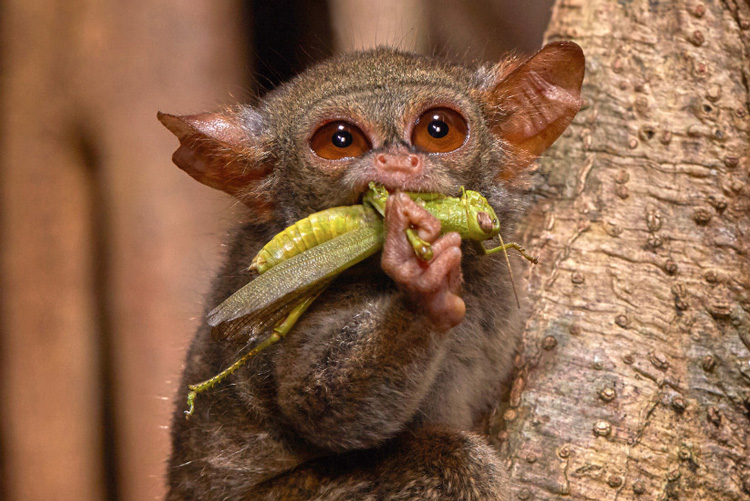 tarsier, one of our primate relatives, eating a grasshopper