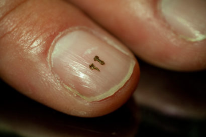 fossil fingertips