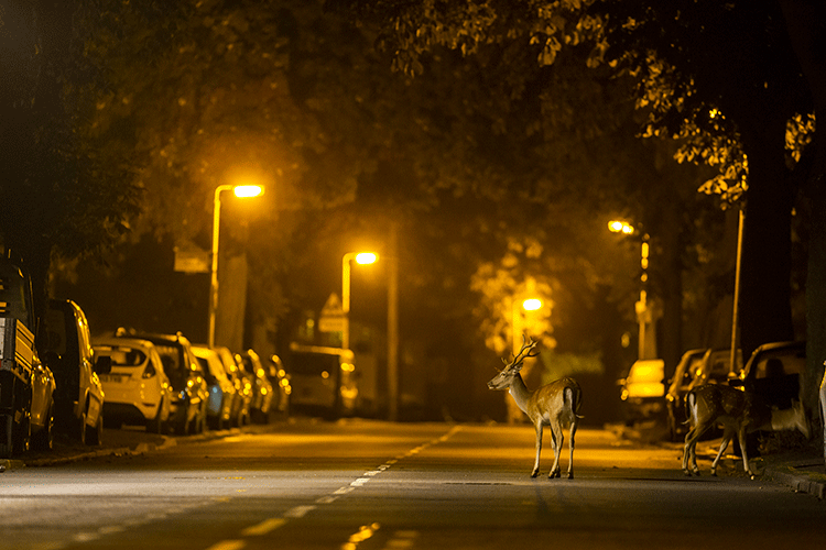 deer at night in city