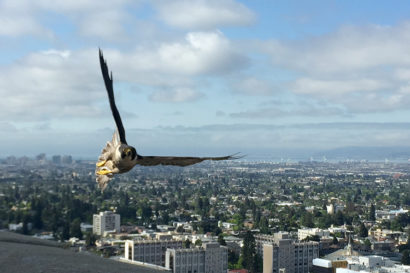 peregrine falcon flying