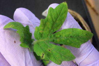 leaf spot from bad bacteria