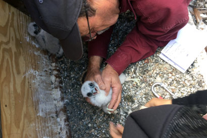Glenn Stewart, a researcher with UC Santa Cruz’s Predatory Bird Research Group, banded the chicks with colleague Zeka Glucs.