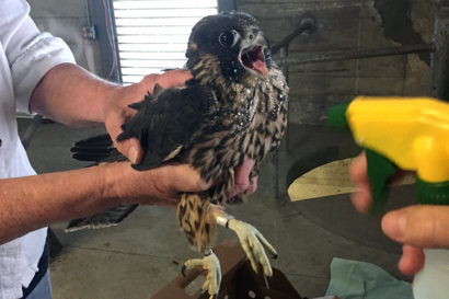 A peregrine fledgling (U/46) got trapped on a ninth-floor courtyard of Evans Hall. Mary Malec holds it as it gets sprayed with water to prevent it from flying off in a panic after it's released it back onto the Campanile. They also spray water in its mouth to rehydrate it. (UC Berkeley photo by Maria Garcia-Alvarez)