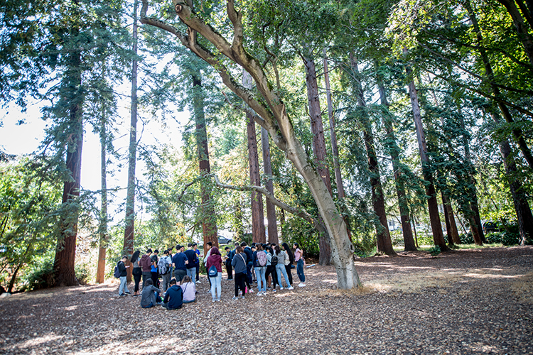 a group of new students gathers under the trees on campus