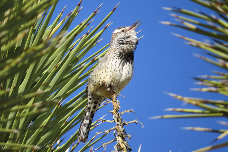 cactus wren singing