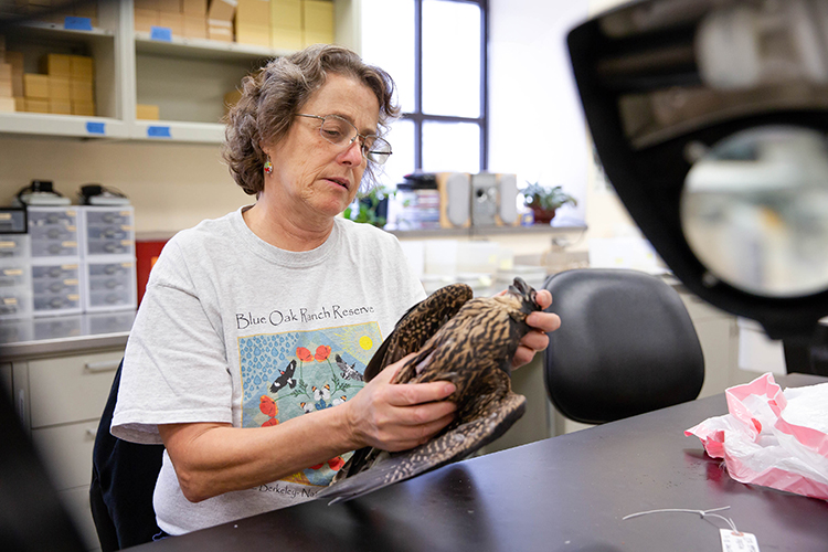 carla looks at peregrine body before starting to prep it