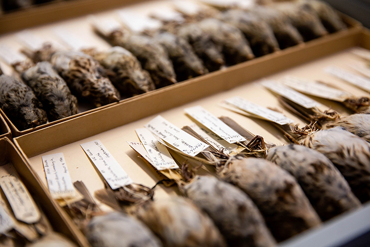 rows of song sparrows in a drawer at the museum