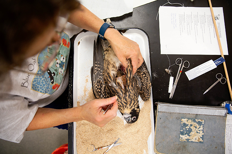 carla preps a dead peregrine falcon for the museum's collection