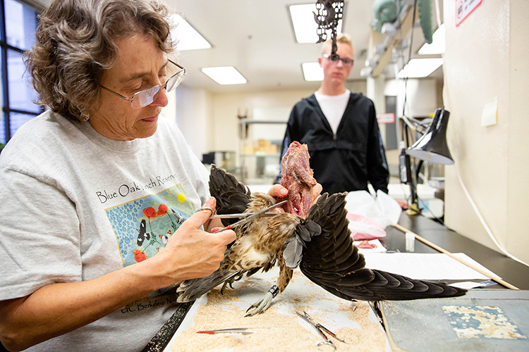 carla preps a peregrine falcon for the museum's collection