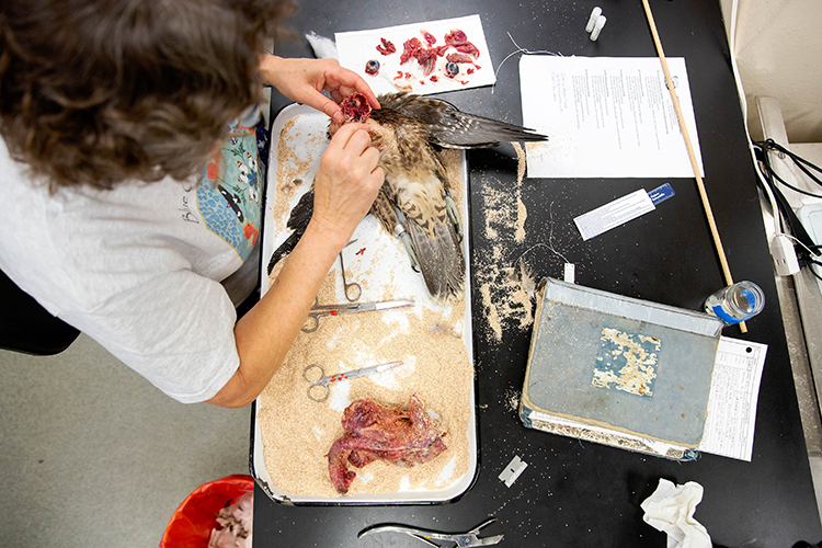 carla removes the peregrine's skull