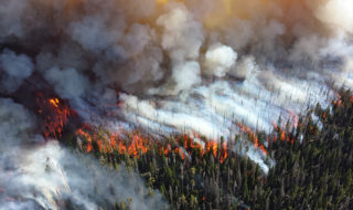 An aerial view of a pine forest that is on fire.