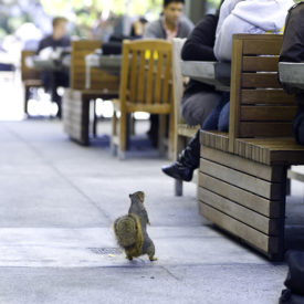 A photo of a squirrel standing on its hind legs looking up at people eating at table outside.
