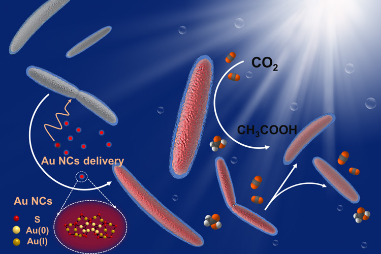 bacteria with gold solar cells