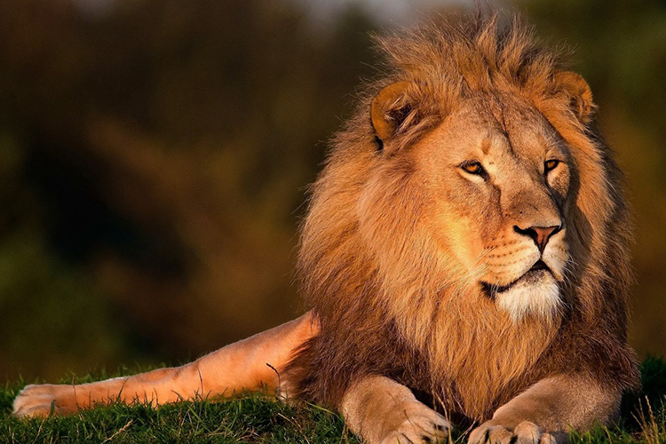 Download Lion Conservation Efforts Severely Underfunded Study Shows Berkeley News
