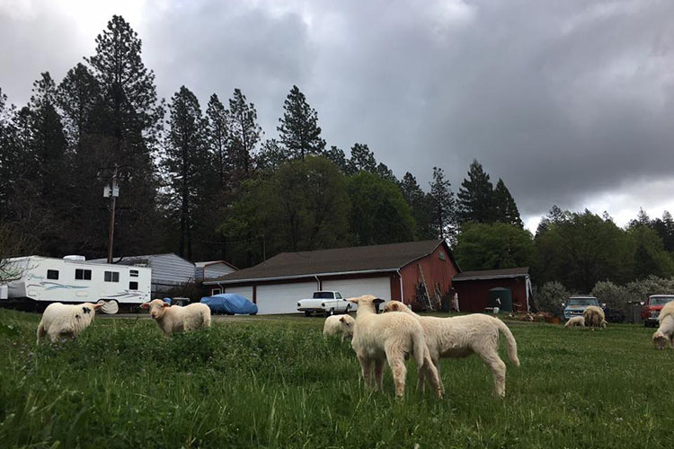 animals in front of the Earley's barn