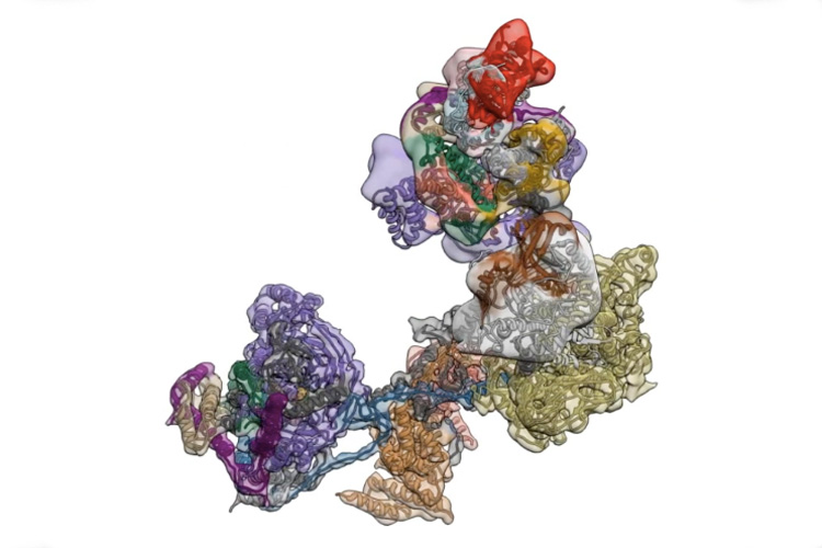 TFIID molecular model